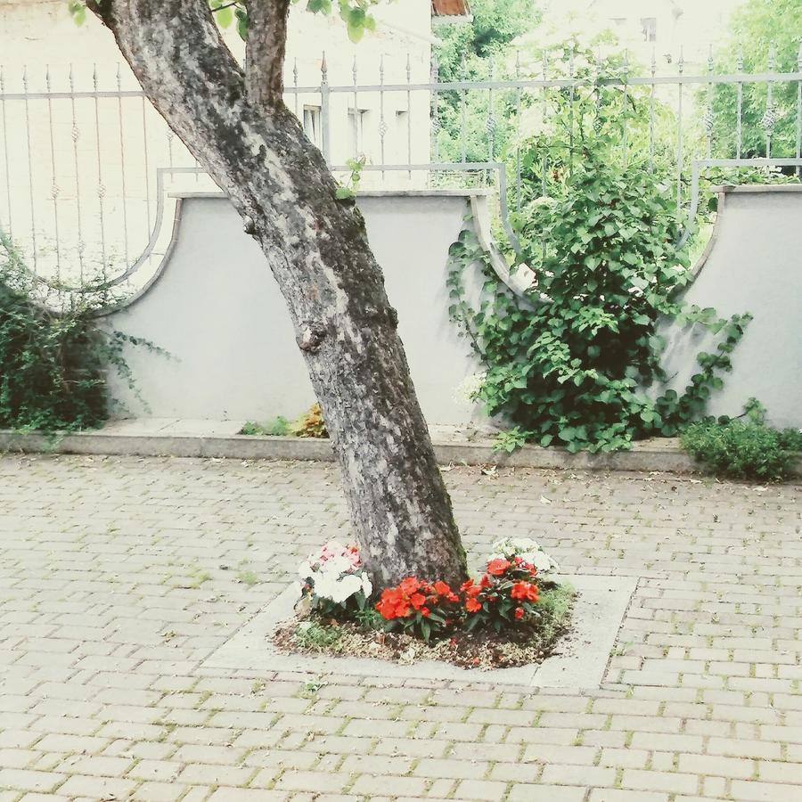 Prenocisca Angelin Hram, Tiny Apartments Markovec Luaran gambar